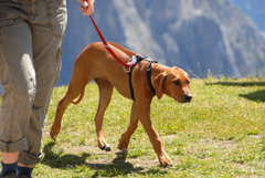 Vacanza con cane: consigli di viaggio per la tua vacanza in agriturismo con il cane